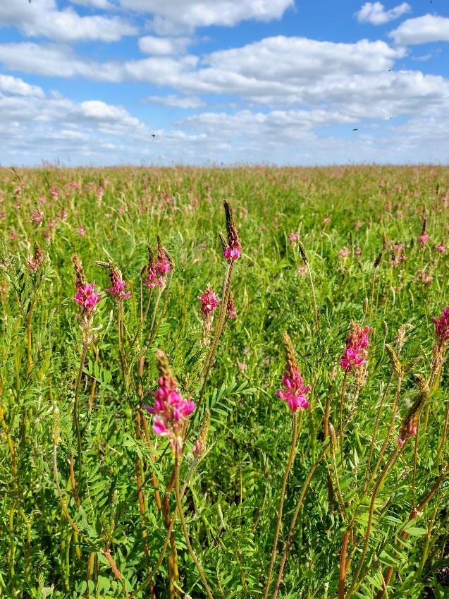 Sainfoin: la leguminosa que suma calidad forrajera y reduce el riesgo de empaste