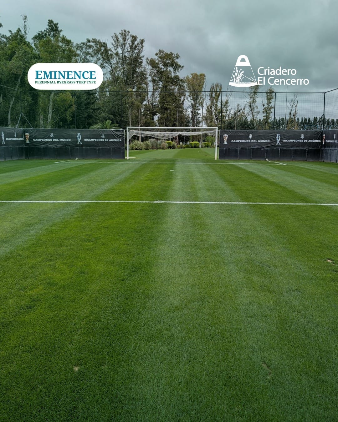 Eminence en las canchas de la AFA: genética argentina para césped deportivo